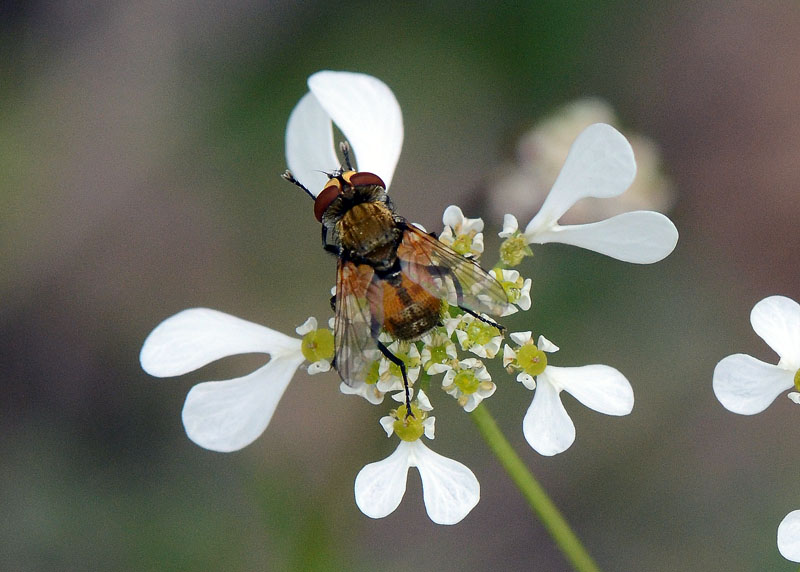 Ectophasia sp. (Tachinidae).